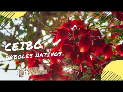 Ceibo: árbol nativo y la flor nacional Argentina por Alfredo Gonzalez