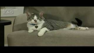 Soft Claws Nail Caps CLS | DrsFosterSmith.com screenshot 5