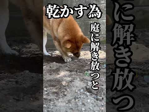 シャンプー嫌いな柴犬の末路　#柴犬とん