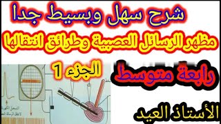 مظهر الرسائل العصبية وطرائق انتقالها الجزء الأول رابعة متوسط الجيل الثاني