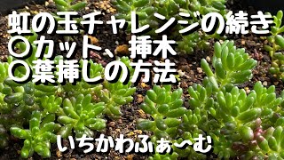 虹の玉チャレンジの続きとカット、挿木、葉挿しの方法