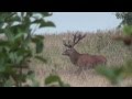 If you wish to shoot such gold medal red stag , huntingpol@op.pl, http://www.huntingpol.eu,