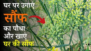 सौंफ का पौधा बीज से उगाने का तरीका | How To Grow Fennel Seeds At Home In Hindi | Saunf Kaise Ugaye screenshot 5