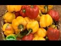 Success stories farming: Sisil Chandran
