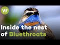 Lovely voices of Bluethroats and how they take care of their young