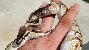 Ball Python Genetics: Co-Dominant