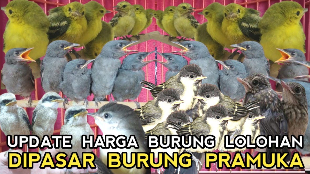 CEK HARGA LOLOHAN MURAH !! MULAI DARI JALBO 10 RIBUAN PARKIT 10 RIBUAN PASAR BURUNG PRAMUKA