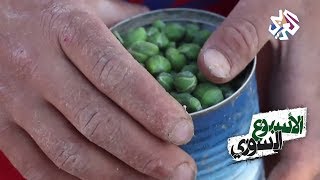 الأسبوع السوري | قطف نبات القبار مهنة تعيش عليها بعض العائلات السورية