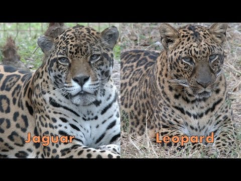 Jaguar VS Leopard - FAQ Friday