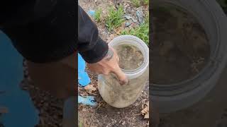 Alvin, Simon, And Theodore.