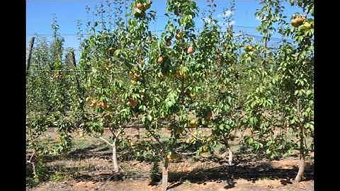X. ANP-0131 Four Leader Open Tatura D6.BM2000 Rootstocks