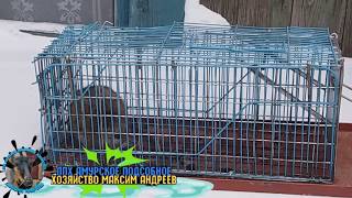 крысы 18 + крысы 18 +