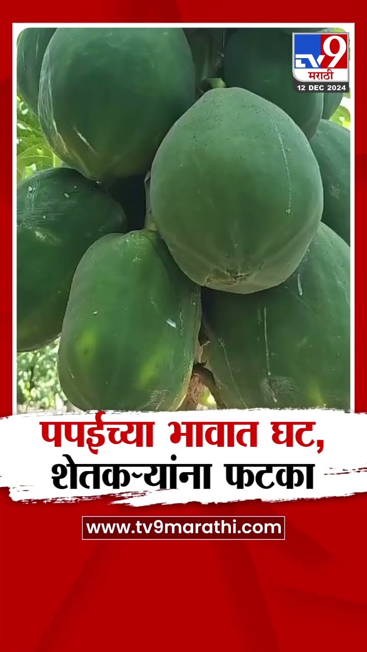 Nandurbar News | पपईच्या भावात चार रुपये प्रति किलोने घट,पपई उत्पादक शेतकऱ्यांना फटका