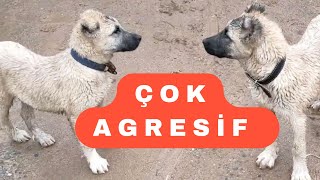 Yavru Köpek Saldirisi Kobra Kendi̇ni̇ Kanitladi Benden Tam Puan Aldi