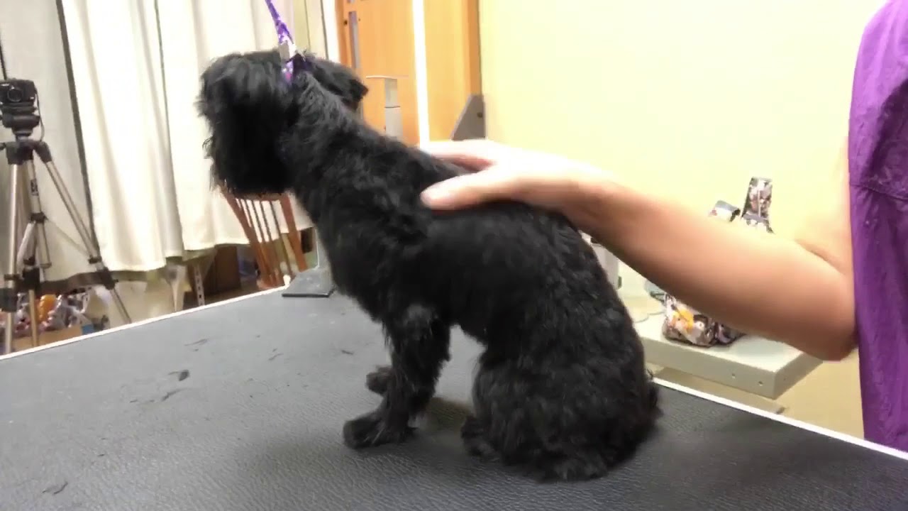 Aiden video 3 of 3 straight hair dog grooming - YouTube