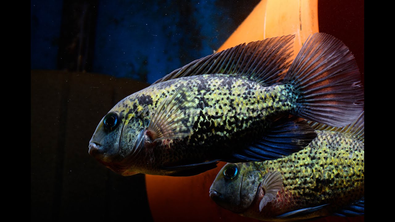 Fishroom Update 12/19/2015