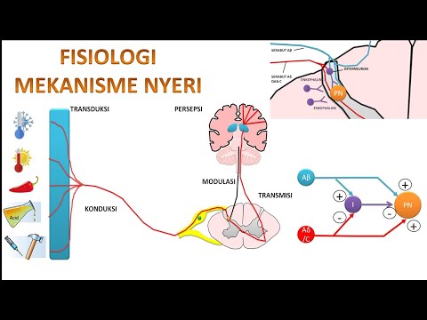 Video 64. Fisiologi Mekanisme Nyeri