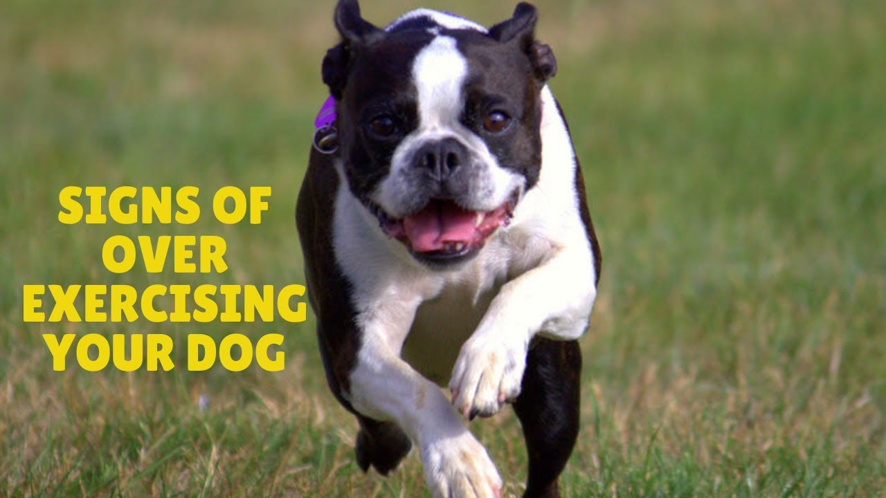 Signs of over exercising your dog. YouTube