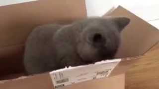 Kitten In The Box