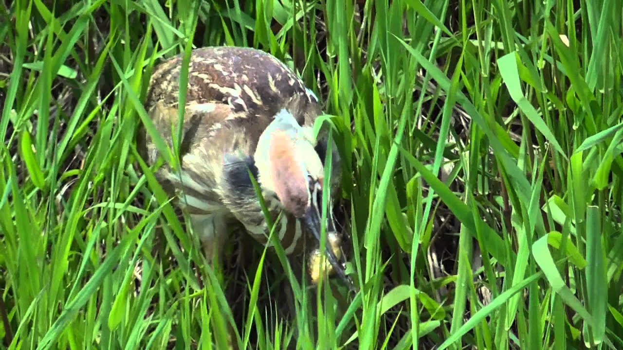 American Bittern (Botaurus lentiginosus) - Catching Tadpole. Ridgefield Wildlife Refuge, WA.