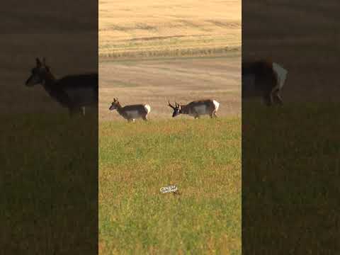 Video: Bilakah pronghorn antelop rut?