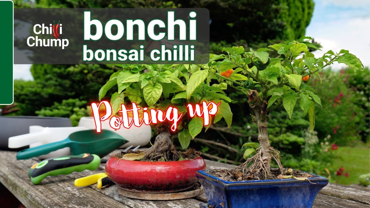 Potting up a Bonchi - Bonsai Chilli - YouTube