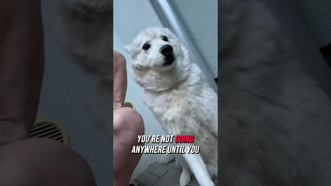 Even Akim Knows How to Ask for Cuddles 🐾