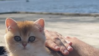 Cute Kitty Seeing Ocean For The First