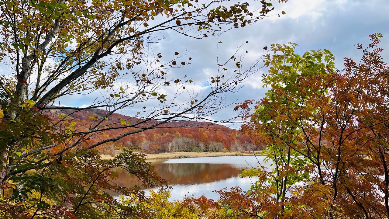 紅葉の🍁大沼自然探勝路を散策スライドショー　2025年10月23日