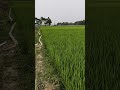 my village natural rice area.