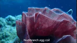 Notdunroamin: Nudibranch Egg Coil
Nudibranch egg coil, filmed on Ningaloo Reef, Western Australia
Read the story here: https://www.notdunroamin.com/ningaloo-nirvana/
http://www.notdunroamin.com Notdunroamin: Nudibranch Egg Coil