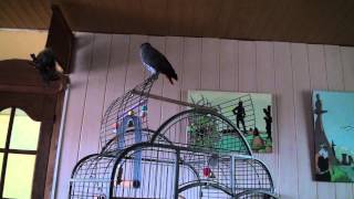 Joske De Gestoorde Papegaai