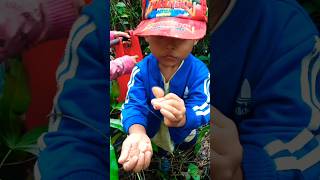Penemuan Ajaib: Menemukan Jamur Kuping Tikus yang Unik di Hutan! Penemuan Ajaib: Menemukan Jamur Kuping Tikus yang Unik di Hutan!