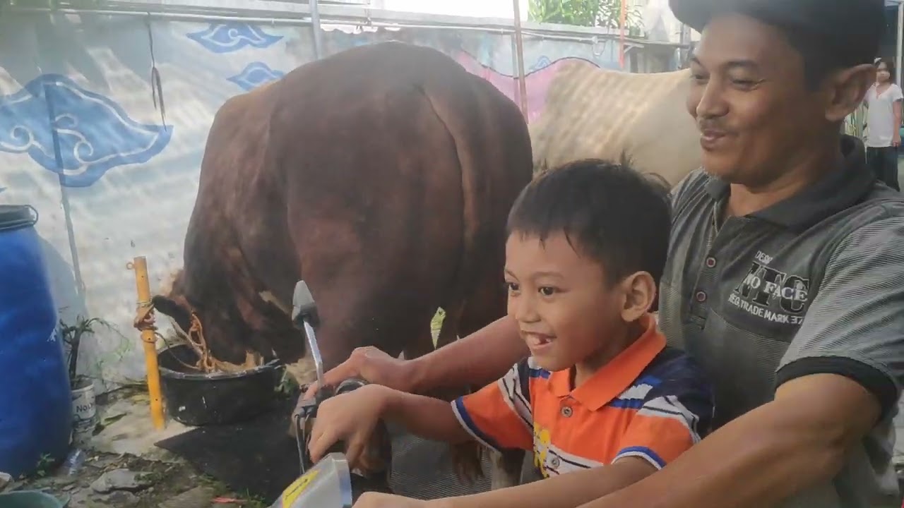 Jalan jalan di kampung kemasan gresik liat banyak sapi besar besar