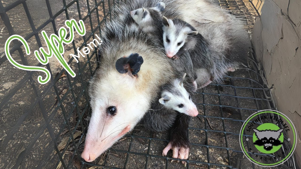 removal of fallopian tube Adorable Momma Possum with a belly full of babies!