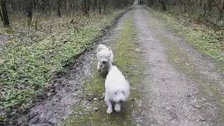 Video Thumbnail for IMG 0463