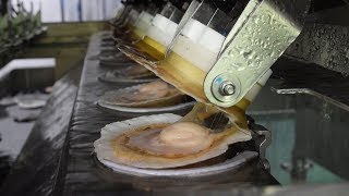 Speedy robotic system shells as many scallops per minute as 11 humans can