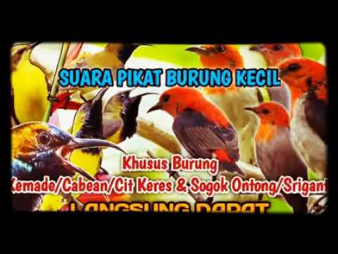 suara pikat burung sogok ontong dan kemade