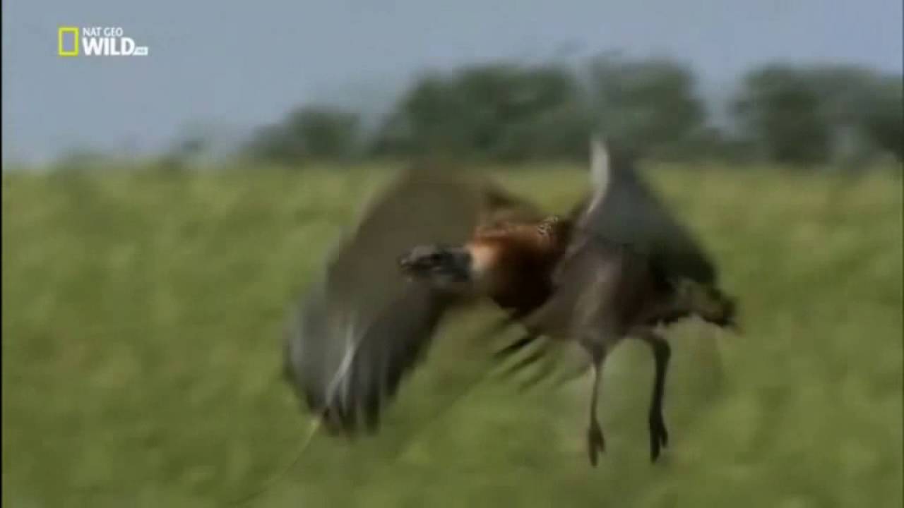 дрофа Птица не отталкивается а всасывается в атмосферу!