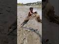 River Fishing with Net Cast – Amazing Fish Catch in Village #fish #fishinglife #jigfishing #jigging