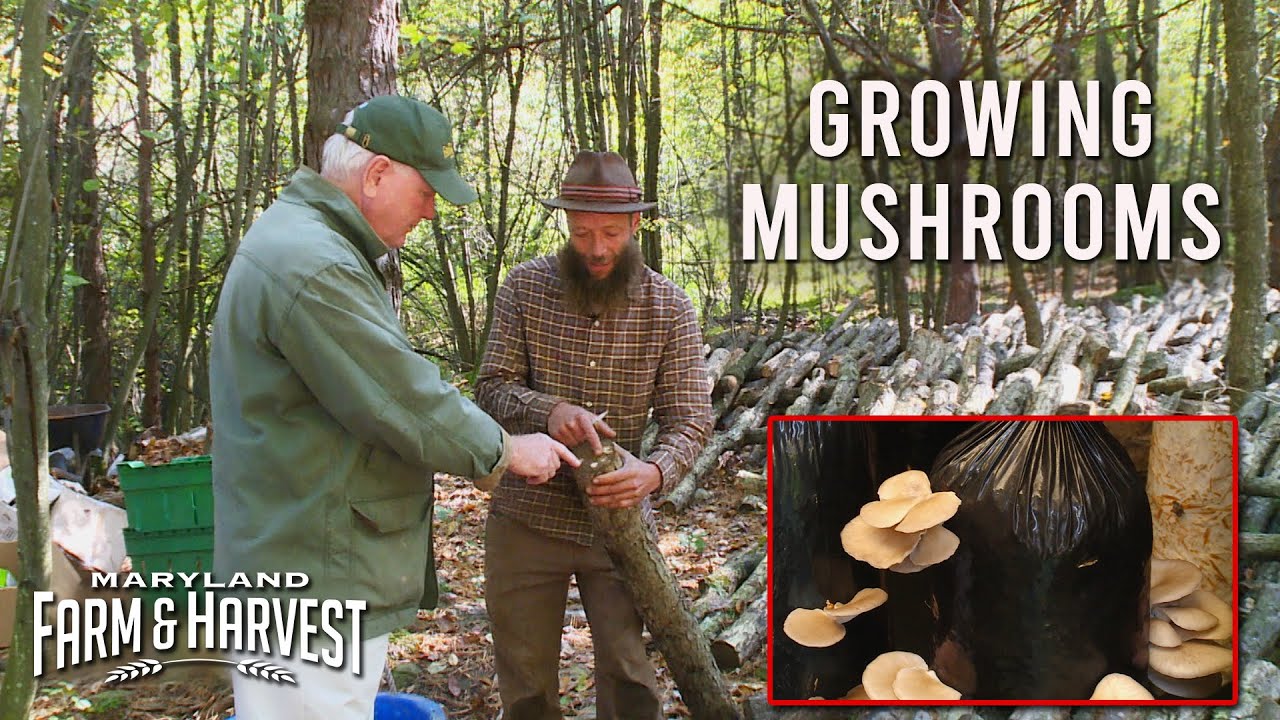 Growing Mushrooms Indoors and Outside Maryland Farm & Harvest YouTube