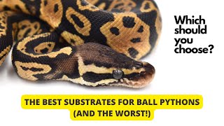 The Best Substrates for Ball Pythons (and the worst!)
