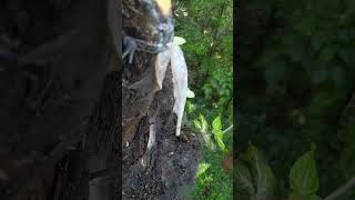 tetesan air kehidupan #shorts