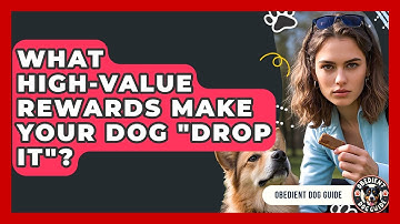 What High-Value Rewards Make Your Dog "Drop It"? - Obedient Dog Guide