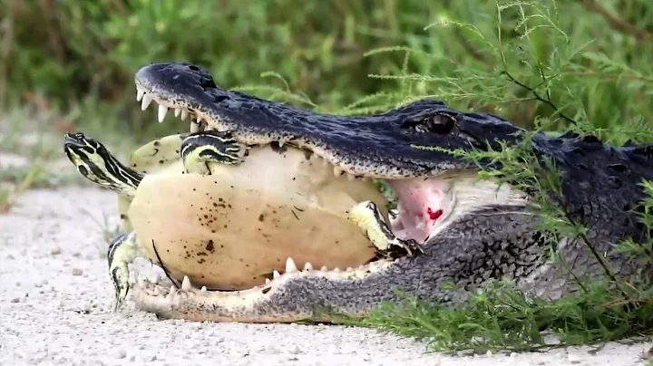 15 Times Wild Crocodile Attacks Caught On Camera - DayDayNews