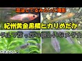 【メダカ 飼育】紀州黄金黒鱗ヒカリめだか＆ダルマ？魔王？めだか～混泳？まさか(笑)