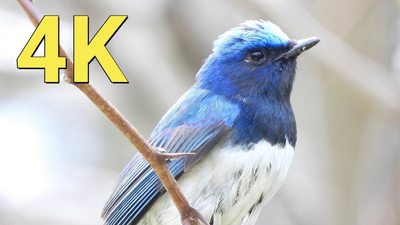 [かわいい野鳥を4K撮影]_オオルリ / Blue-and-white Flycatcher_[BIRD VIDEO in 4K] - YouTube