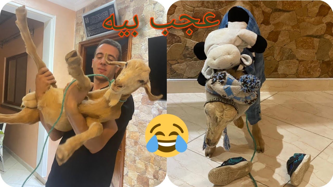 الحماق فيه و فيه الناس تيمشيو السوق يجيبو الحوالا🐏ونا جيبلي نعيد 