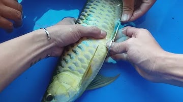 Video Chỉ Mang Tính Chất Giải Trí  .. Cắt Nang, Đuôi, Cá Rồng... Nghiệp Dư Thực Tập 😂