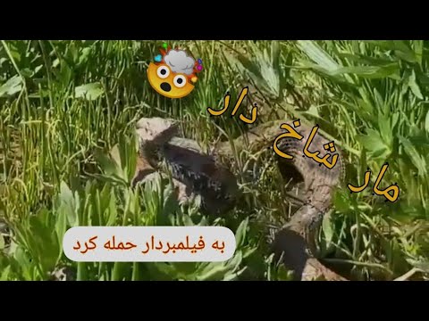 حمله مار شاخ دار به فیلمبردار     